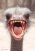 animal33.jpg