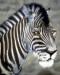 animal44.jpg