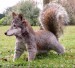animal60.jpg