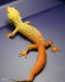 animal52.jpg
